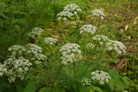 Ground elder, herb gerard, bishop's weed, goutweed, gout wort, Foto stock