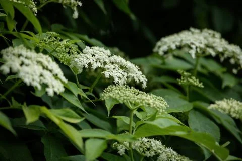 Ground elder or herb gerard (Aegopodium podagraria) Stock Photos