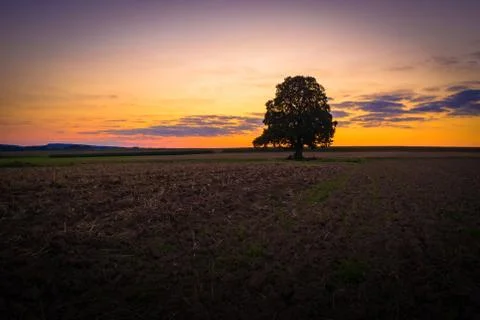 Ground of a empty field and big singel tree at sunset Stock Photos