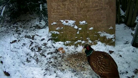 Ground feeder in front of a wall in a snow-covered forest, a bird pecking food, Stock Footage 329944882