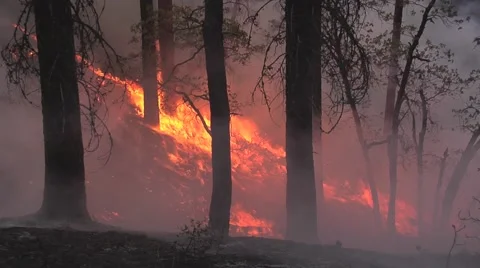 Ground fire being swept up hill by wind with smoke and trees Stock Footage 40954396