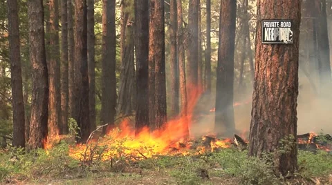 Ground fire burning around tree base with "Private Road - Keep Out" sign Video stock 40952024