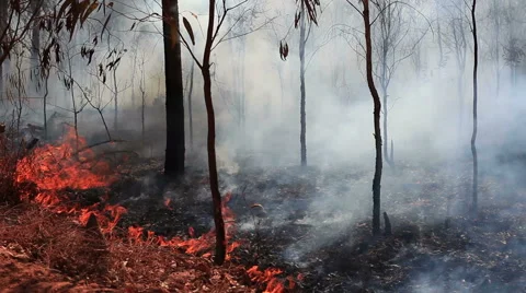 Ground fire Stock Footage 52677637