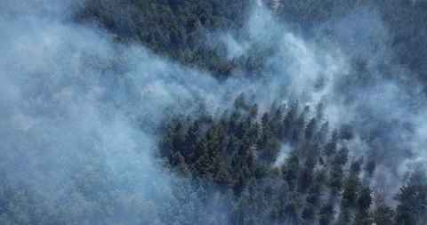 Ground fire in a forest during the dry season. Aerial view. Stock Footage 147974293