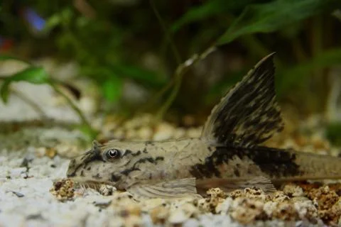 Ground fish 스톡 사진