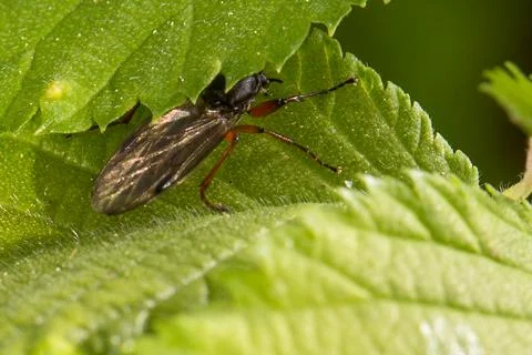 Ground flea beetle on a leaf Foto stock
