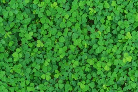 The ground floor of a small green leaf. Stockfoto's