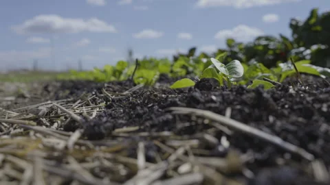 Ground with Focus Shift Stock Footage 264881856