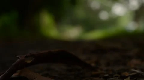 Ground focused shot Stock Footage 63610269