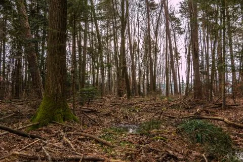 Ground of the forest after a big storm Stock Photos