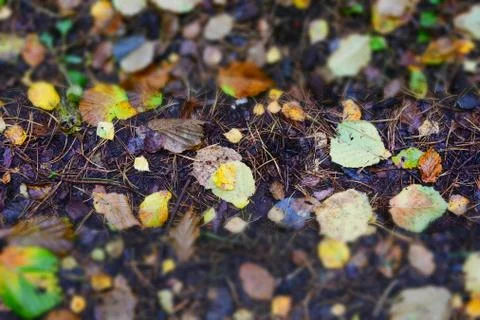 The ground in the forest is covered with fallen yellow and green leaves Stock Photos