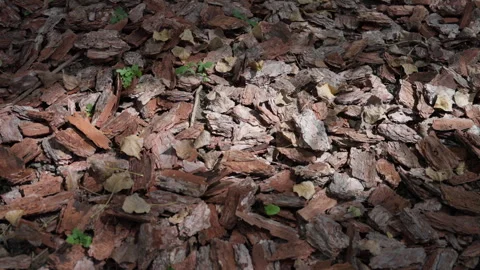 The ground in the forest covered with tree bark 库存影片 241203996