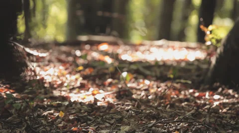 Ground Of A Forest With Leaves Stock Footage 36628399