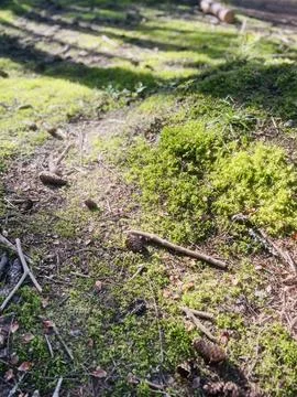 Ground of the forest Foto stock