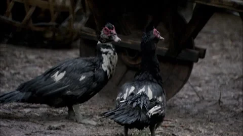 Ground free-range ducks Stock Footage 261632516