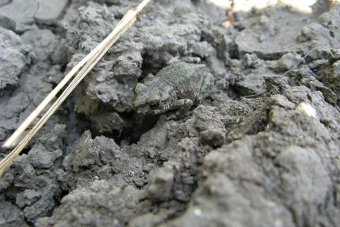 Ground frog. Stock Photos