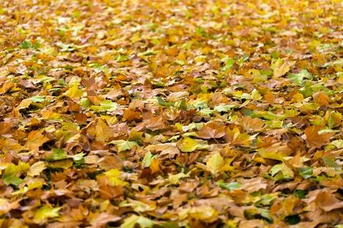 Ground full of fall leaves Stock Photos