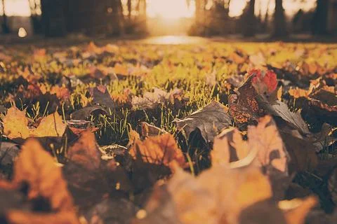 Ground full of fall leaves Stock Photos