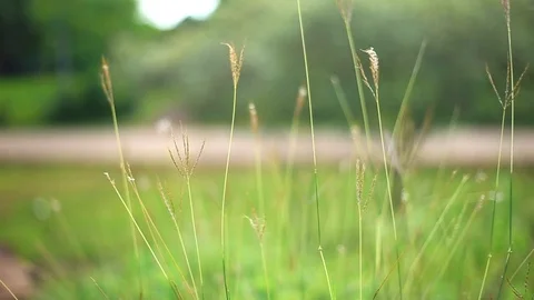 Ground green grass rack soft shot of video snap Stock Footage 94439913
