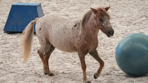 Ground handler directs pony in horse agility demonstration, audience observes Video stock 251718469