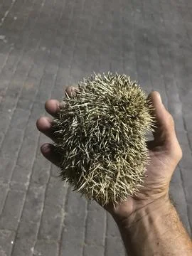 Ground hedgehog on human hand Stock Photos