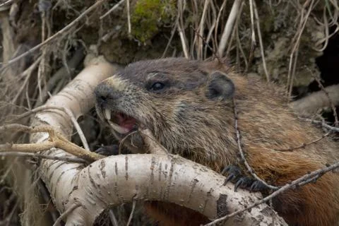 Ground Hog Chewing Tree Branch in Woods of Maine Stock Photos