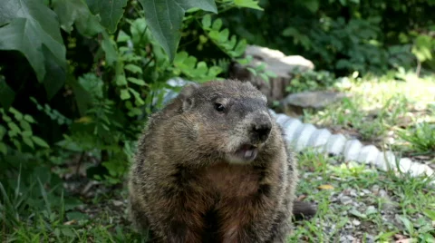 Ground Hog eating chips 動画素材 773364