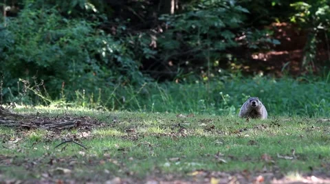 Ground hog eating Stock Footage 47788250