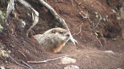 Ground Hog Napping Stock Footage 68680088