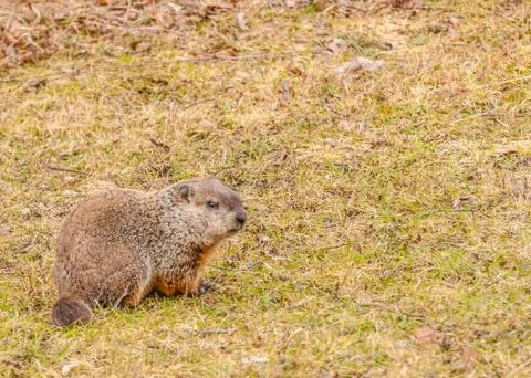 Ground hog Stock Photos