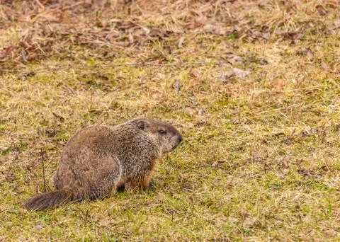 Ground hog Stock Photos