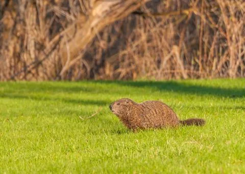 Ground hog Stock Photos