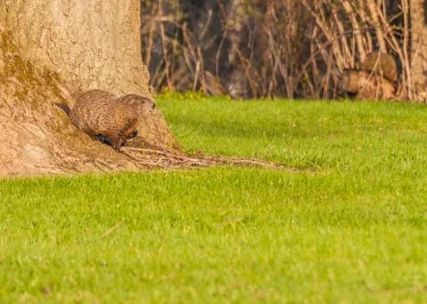 Ground hog Foto stock