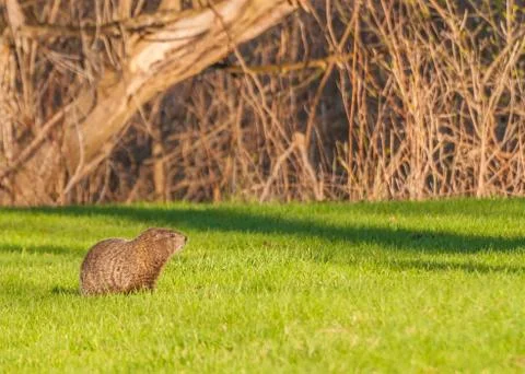 Ground hog Stock Photos