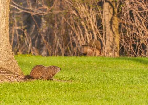 Ground hog Stock Photos