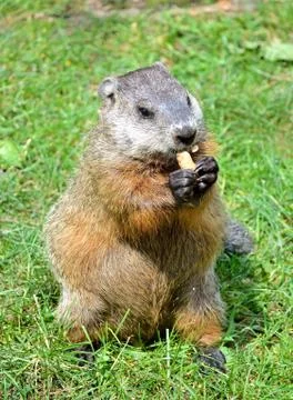 Ground hog Stock Photos