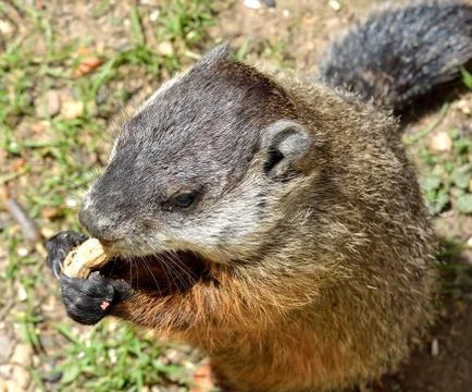 Ground hog Stock Photos