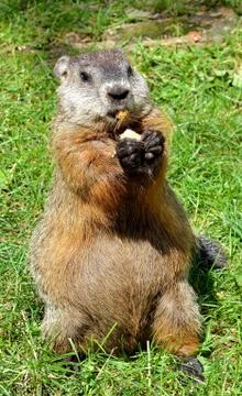 Ground hog Stock Photos