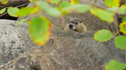 A ground hog sitting in between large rocks eating Vídeos de archivo 62652480