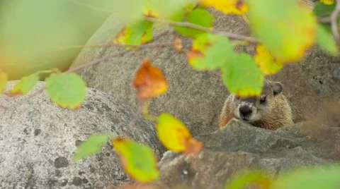 A ground hog sitting in between large rocks 3 Video stock 62652493