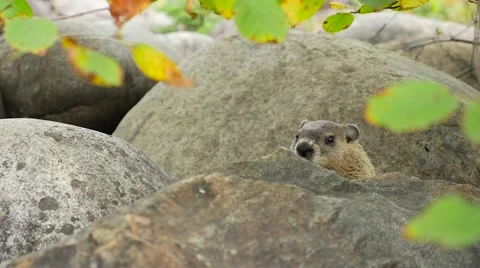 A ground hog sitting in between large rocks 2 Stock Footage 62652500