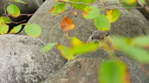 A ground hog sitting in between large rocks 1 Stock Footage 62652505