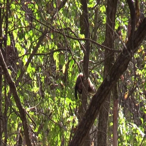 Ground hog in a tree climbs down rare site Video stock 69526883