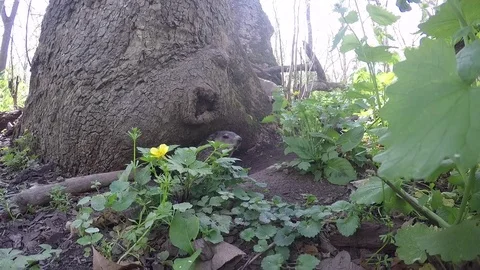 Ground hog under tree in forest looks at camera Stock Footage 74859853