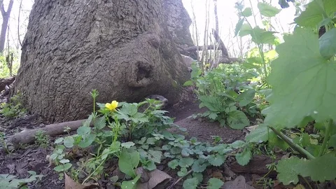 Ground hog under tree in forest Stock Footage 74859875