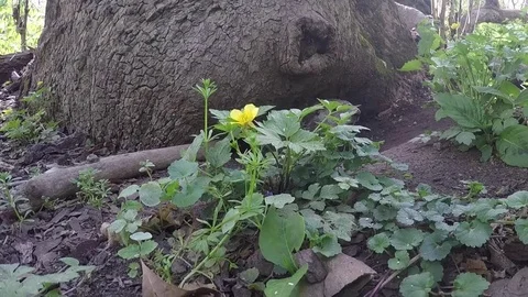 Ground hog under tree in forest peeks out and backs down hole Stock Footage 74859888
