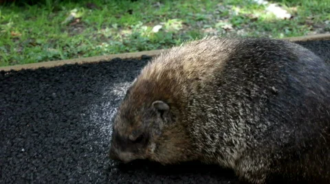 Ground Hog walking around on pavement Stock-Footage 773359