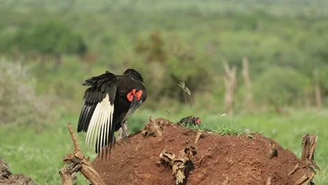 A ground hornbill grooming its wing while standing on a termite mound, Kruger Stock Footage 337139178