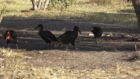 Ground hornbill side view, larger bird walks and forages,others continue pecking Stock Footage 319431470