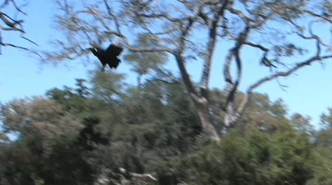 Ground Hornbill in tree - 1 of 2 Stock Footage 22705823